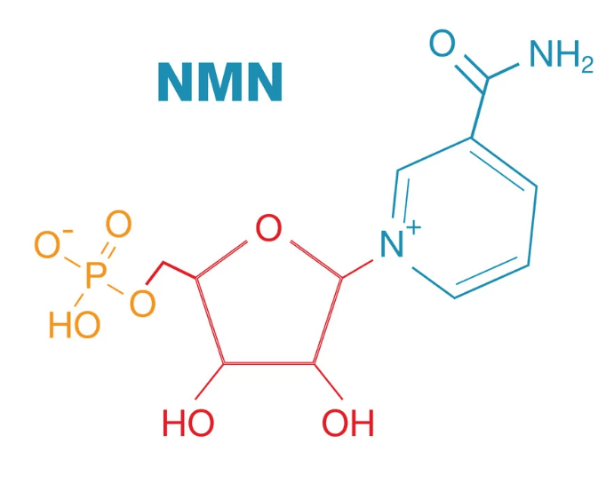 β-烟醯胺单核苷酸 (NMN)