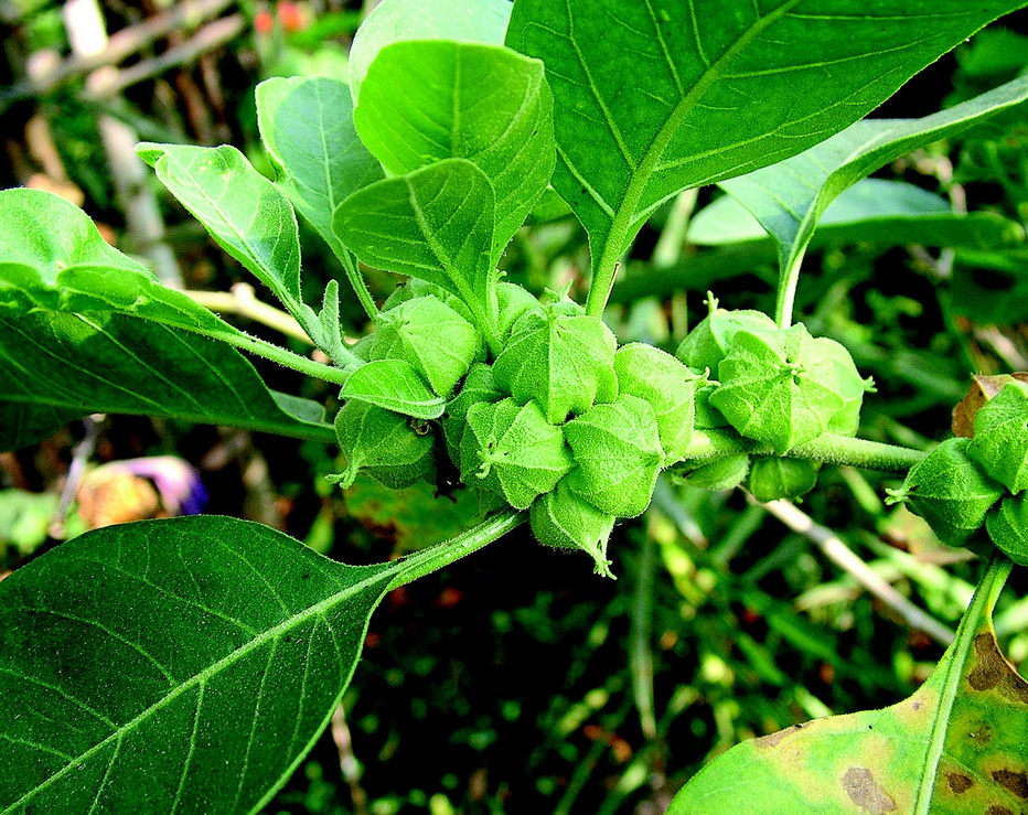 Comparing Ashwagandha Ingredients: Plant Parts and Extract Specifications
