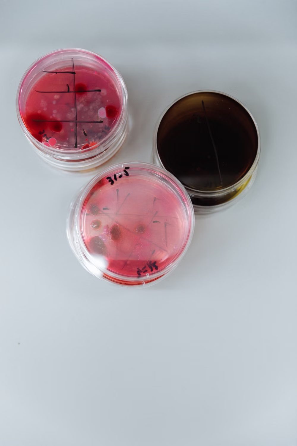 桌面上的三個微生物培養皿